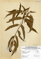 藏品(華鳳了蕨)的圖片